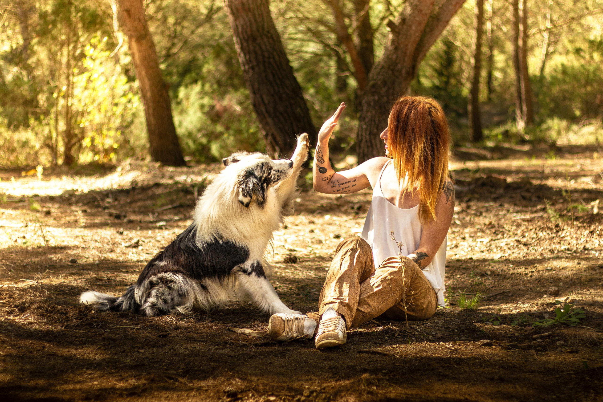cours d'education canine