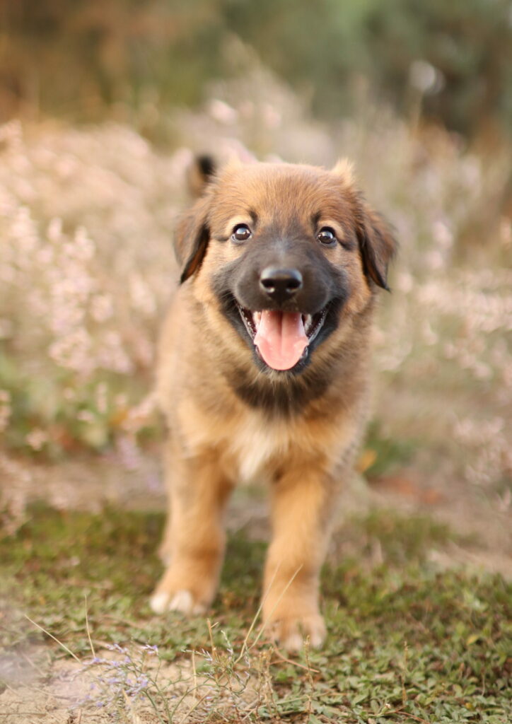 Un chiot en extérieur