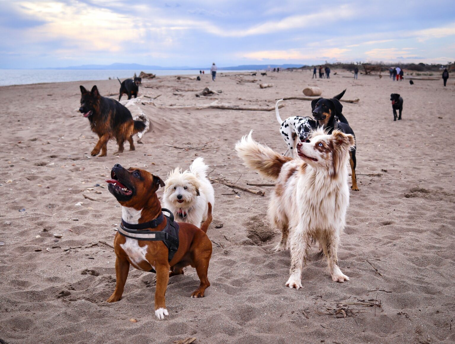 Plusieurs chiens et leurs humains réunis pour une balade sur la plage