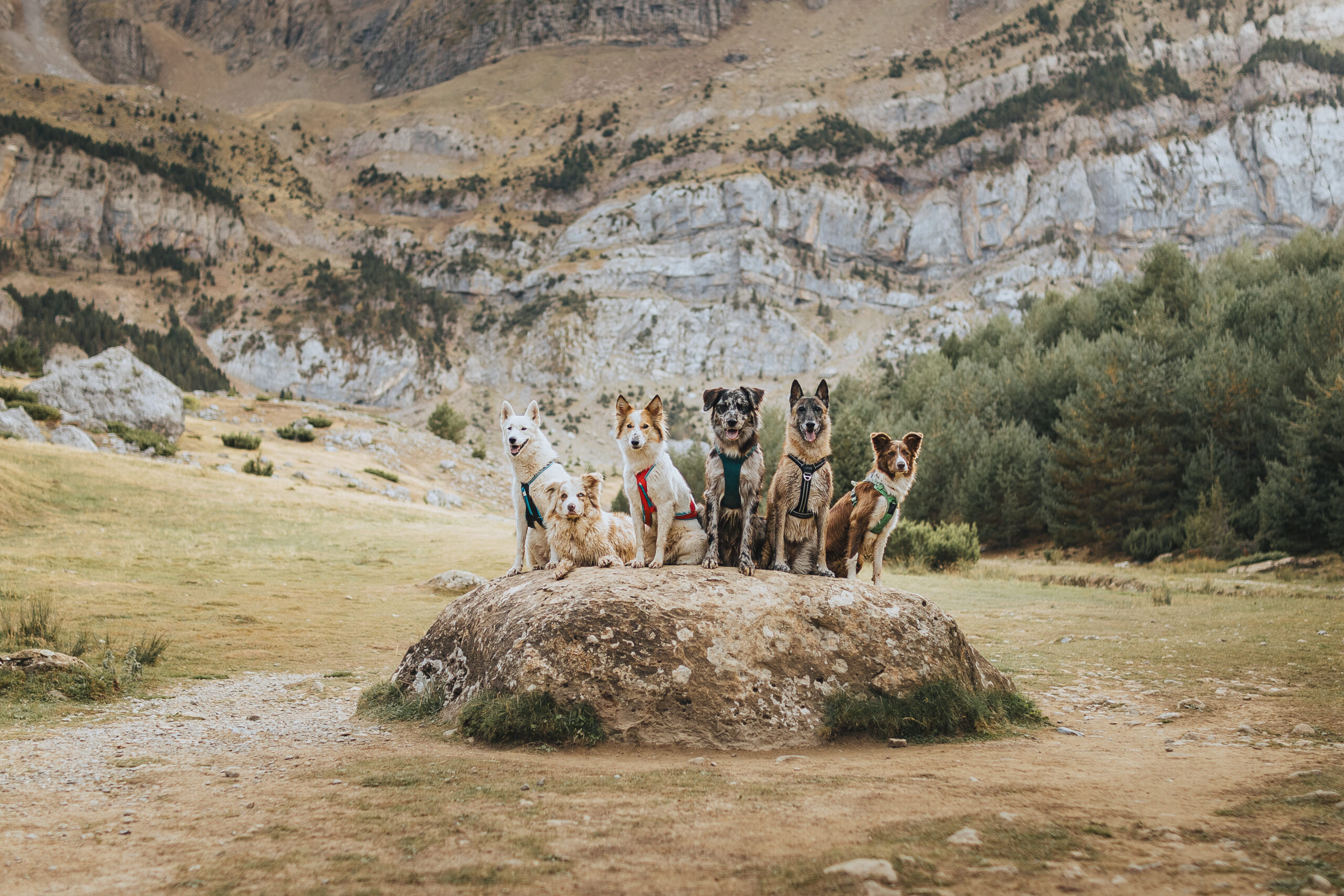 Les chiens de la Howling Squad rassemblés sous un arbre au bord d’un lac de montagne