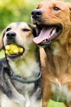 dogs-playing-two-dogs-toy-outside-1000pxW